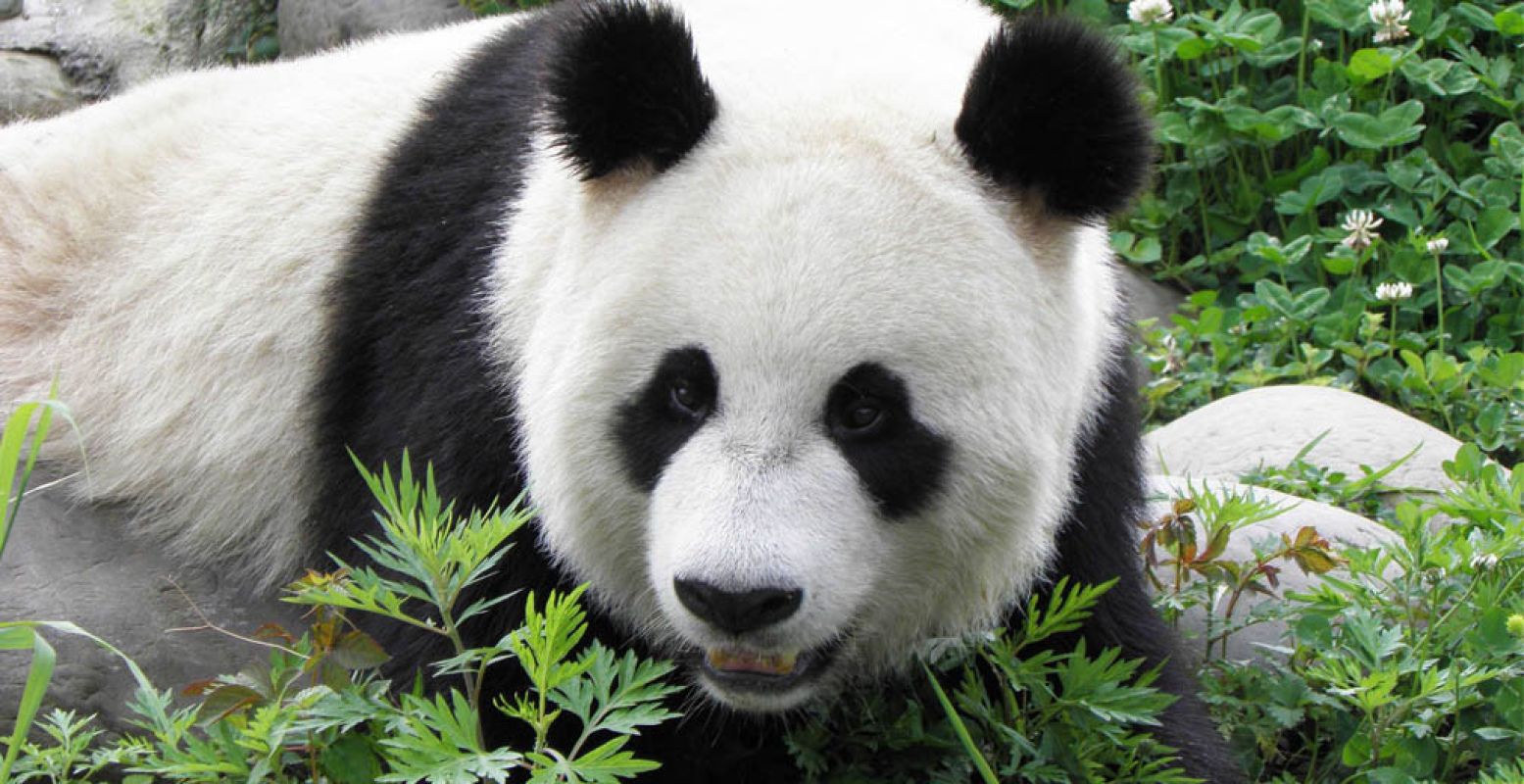 Op 12 april landen Xing Ya en Wu Wen op Nederlandse bodem. Foto: © Ouwehands Dierenpark