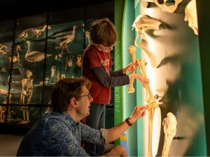 Onderzoek allerlei botten en leer van de dierenwereld. Foto: Universiteitsmuseum Utrecht.