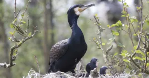 Boottocht naar de aalscholvers van het Naardermeer Boottocht naar de aalscholvers van het NaardermeerFoto geüpload door gebruiker Natuurmonumenten.