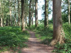 Het Asserbos Foto: DagjeWeg.NL.