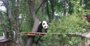 Over de foto: Reuzenpanda Wu Wen schuwt de camera's niet. Foto: Redactie DagjeWeg.NL Reuzenpanda Wu Wen schuwt de camera's niet. Foto: Redactie DagjeWeg.NL