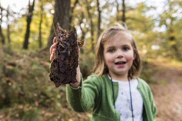 OERRR Kriebelbeestjessafari en bloembolletjes - Oisterwijkse bos OERRR Kriebelbeestjessafari en bloembolletjes - Oisterwijkse bos | Foto ge&uuml;pload door gebruiker Natuurmonumenten.