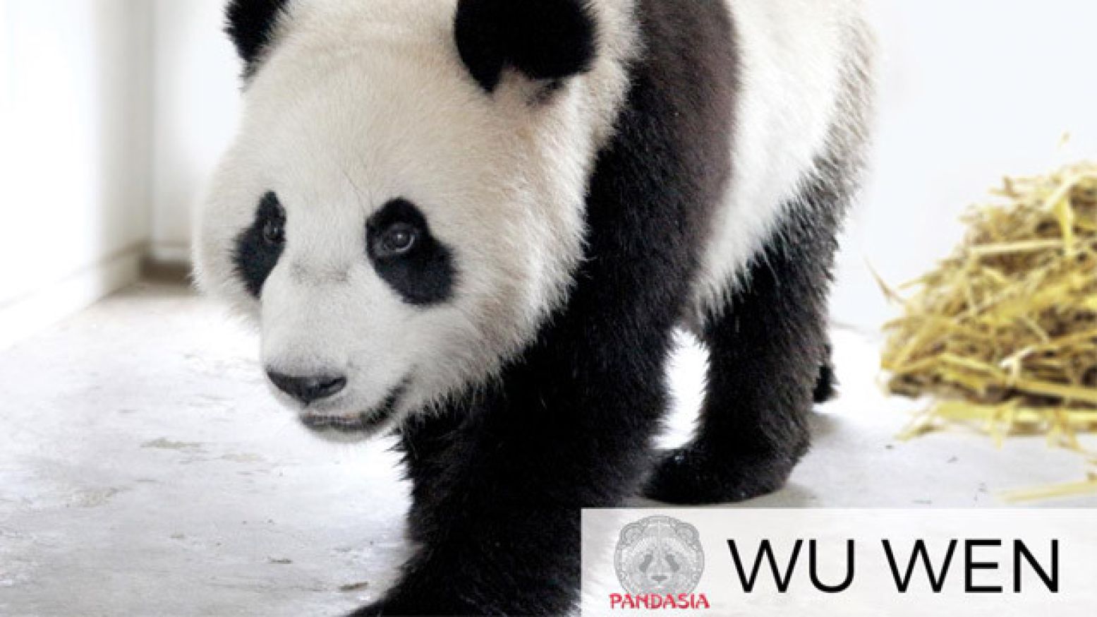 Ouwehands Dierenpark Rhenen mag in 2016 twee reuzenpanda's verwelkomen. Meet Wu Wen!