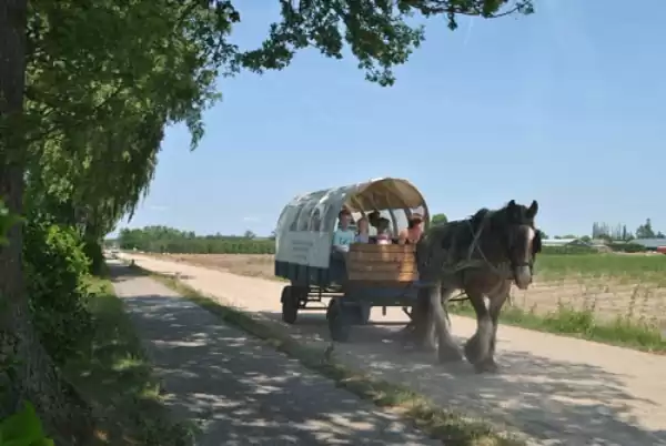 Maak een huifkartocht door de natuur. Foto: Stalhouderij Wouter Hazeleger Maak een huifkartocht door de natuur. Foto: Stalhouderij Wouter Hazeleger