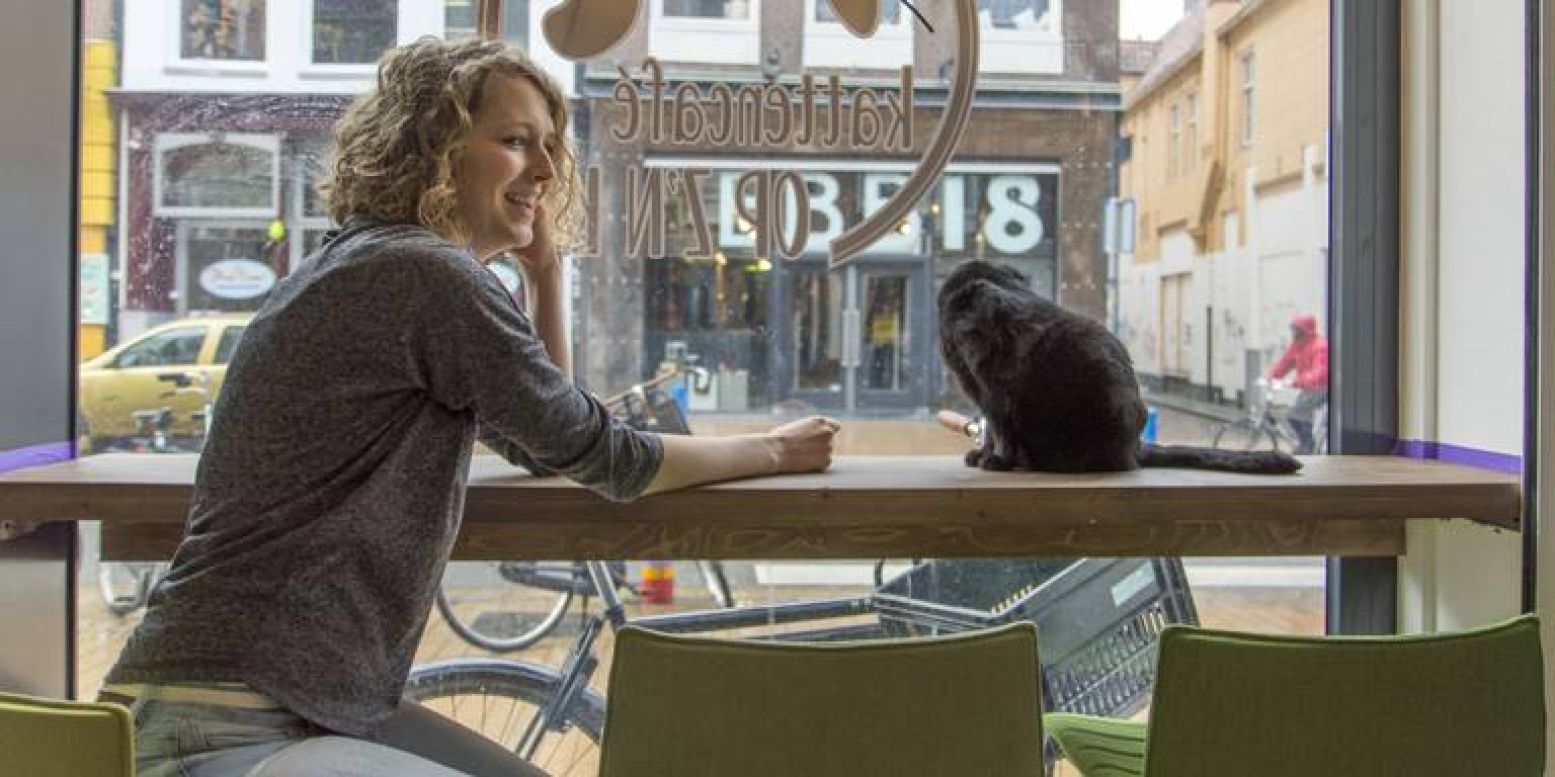Een kat ligt er ontspannen bij in kattencafé Op z'n Kop. Foto: Kattencafé Op z'n Kop.