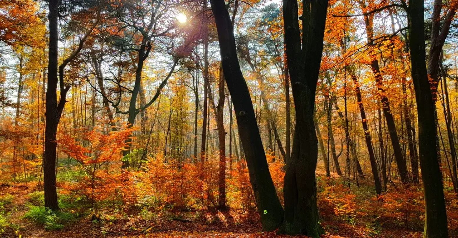 In de herfst is ieder bos schitterend! Foto: DagjeWeg.NL