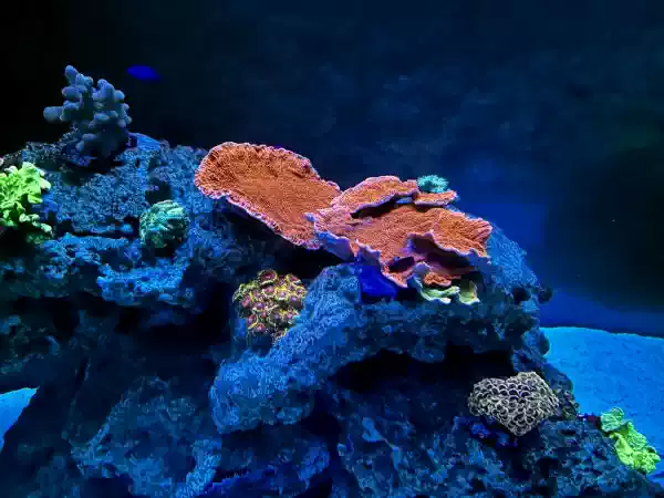 De omstandigheden van dit zeerif zijn precies goed voor al het prachtige koraal. Foto: AquaZoo-Leerdam De omstandigheden van dit zeerif zijn precies goed voor al het prachtige koraal. Foto: AquaZoo-Leerdam