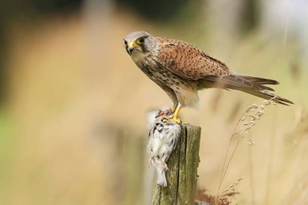Vogels spotten in de zomer op landgoed Haarzuilens Vogels spotten in de zomer op landgoed Haarzuilens | Foto ge&uuml;pload door gebruiker Natuurmonumenten.