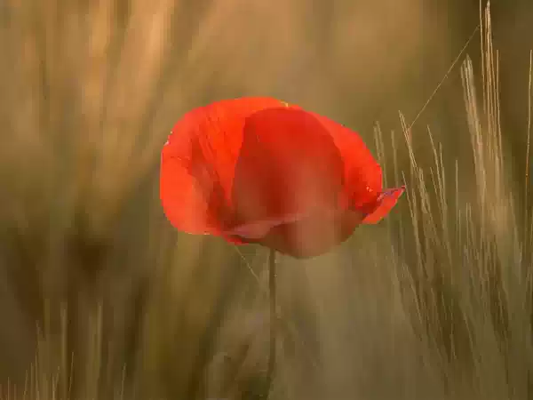 Rondje Zachtheid: Wandelen voor verbinding Foto van: Rondje Zachtheid