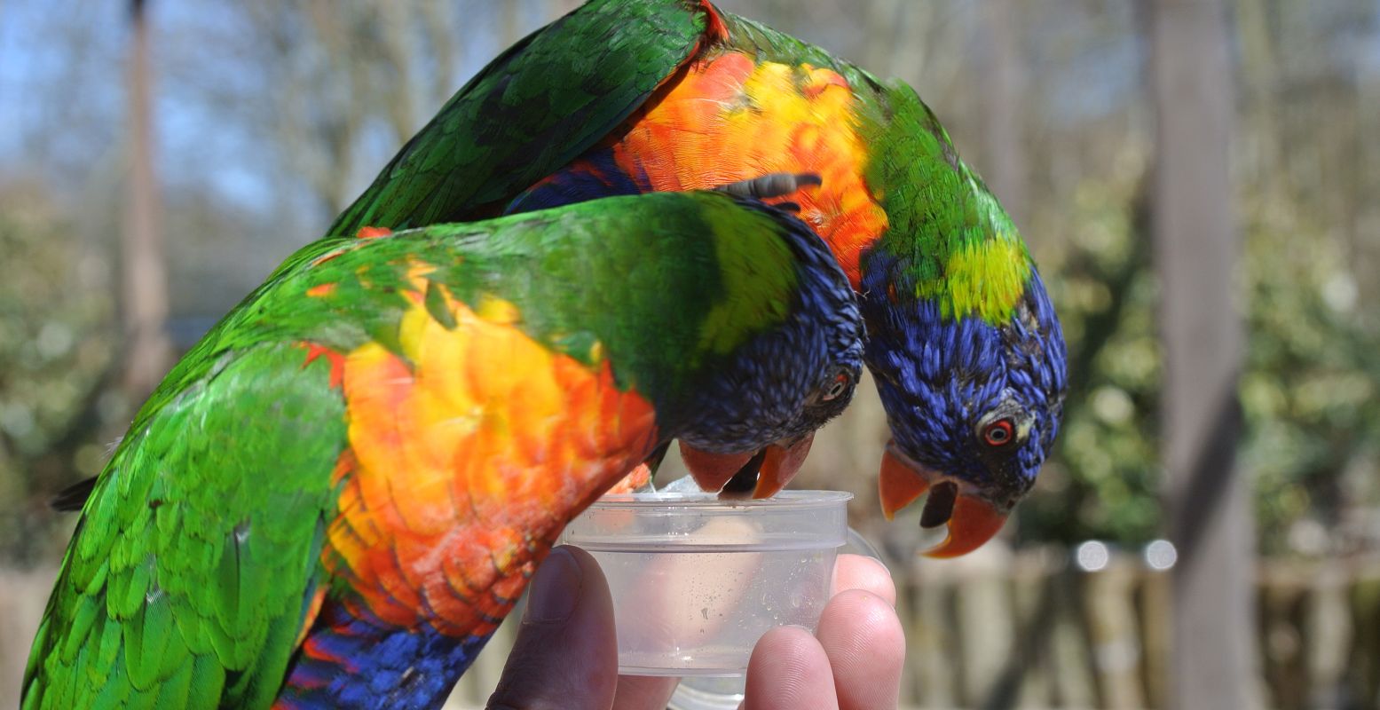 Lori's eten in de Lorituin uit je hand. Foto: Dierenpark Hoenderdaell