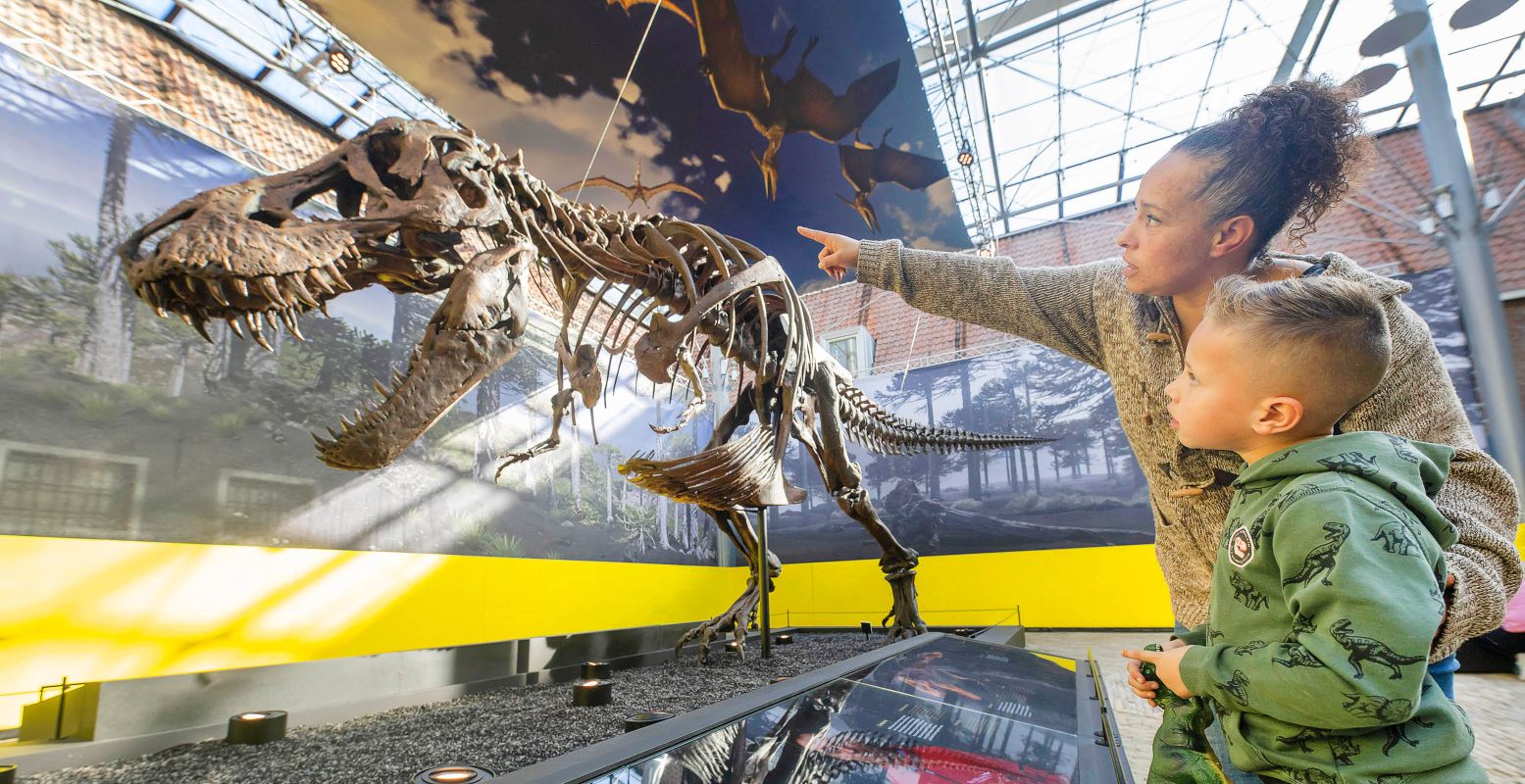 Kom alles te weten over de gigantische dino: de T. Rex. Foto: Natuurmuseum Fryslân © Marcel van Kammen