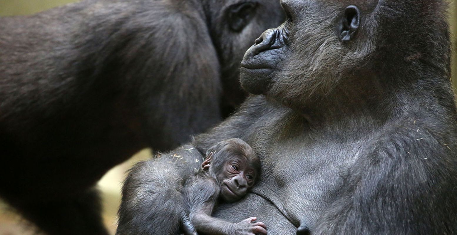 De pasgeboren gorillababy in ARTIS. Foto ARTIS/Ronald van Weeren