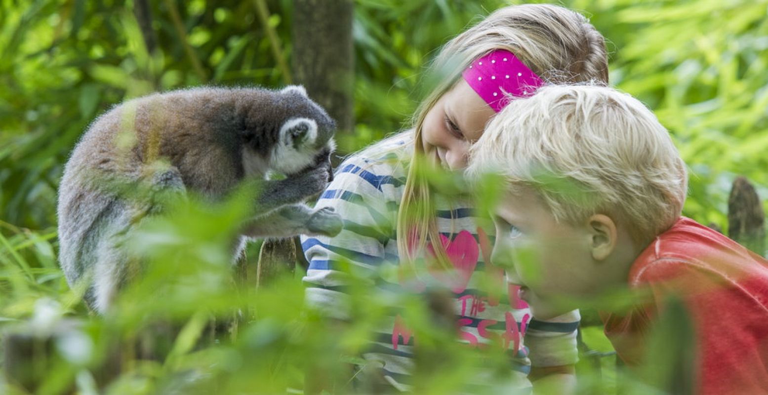 In Apenheul loop je tussen de loslopende apen. Een bijzondere ervaring! Foto: Apenheul