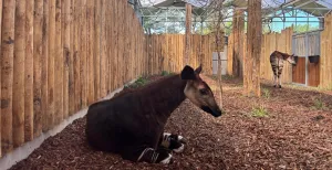 Nieuw Afrikagebied in ZooParc Overloon _Ngyuwe_ gaat eindelijk open! Ook de zeldzame okapi's zijn te zien in Ngyuwe. Foto: ZooParc Overloon