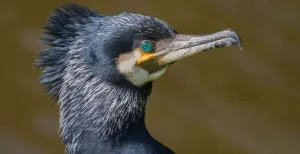 In deze gebieden spot je de mooiste vogels