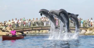 Spannende auditiedag in Dolfinarium