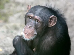Stichting AAP Marria de chimpansee. Foto: Hedske Vochteloo
