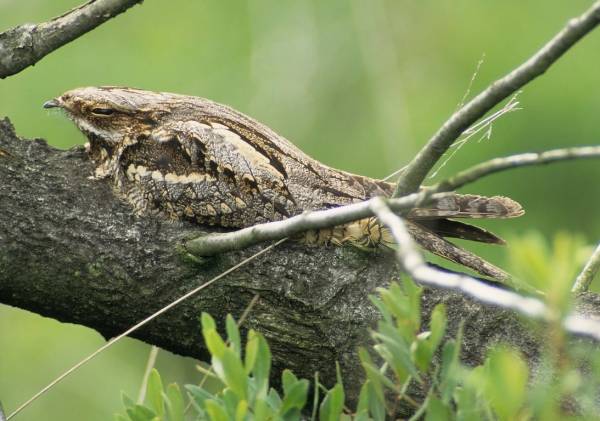Nachtzwaluw excursie op Heumensoord | Foto ge&uuml;pload door gebruiker Natuurmonumenten.