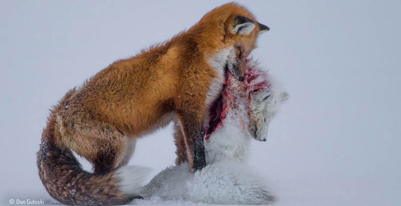 Foto: © Don Gutoski (Canada) A tale of two foxes. Wildlife Photographer of the Year 2015.