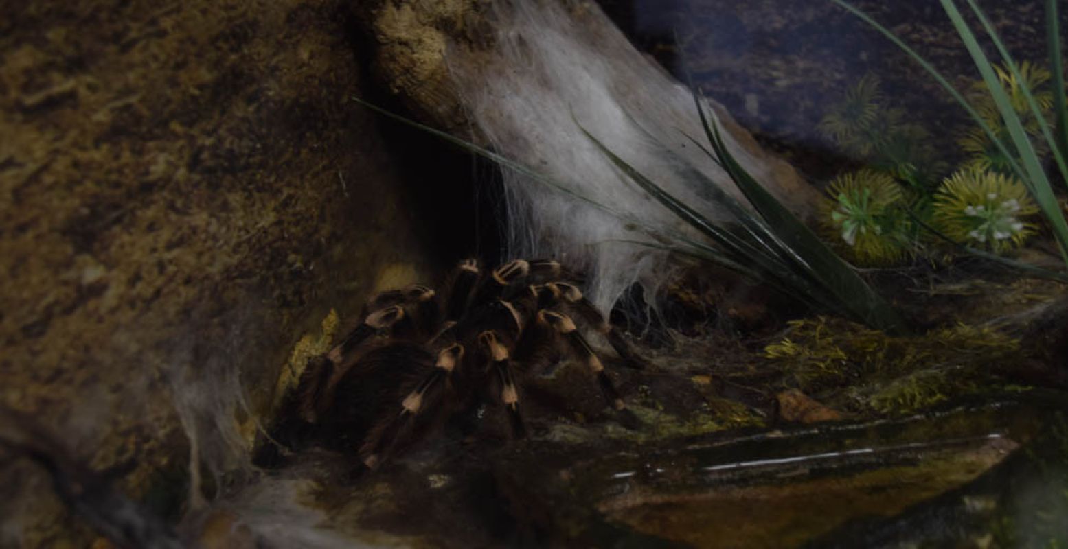 De witknie tussen de spinnenwebben. Foto: DagjeWeg.NL