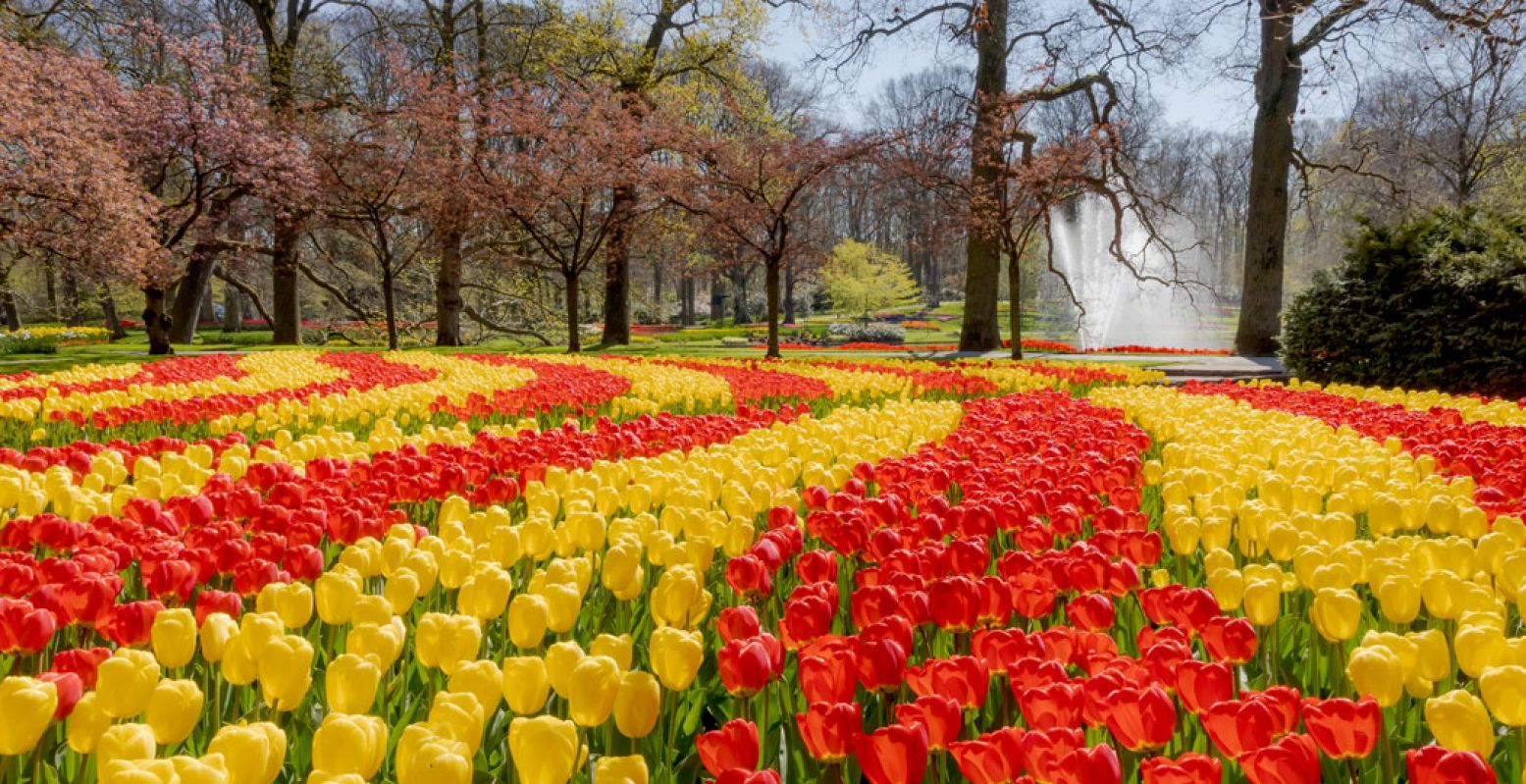 De grote tulpen staat vooral in bloei tijdens de tweede helft van het seizoen. Foto: Keukenhof