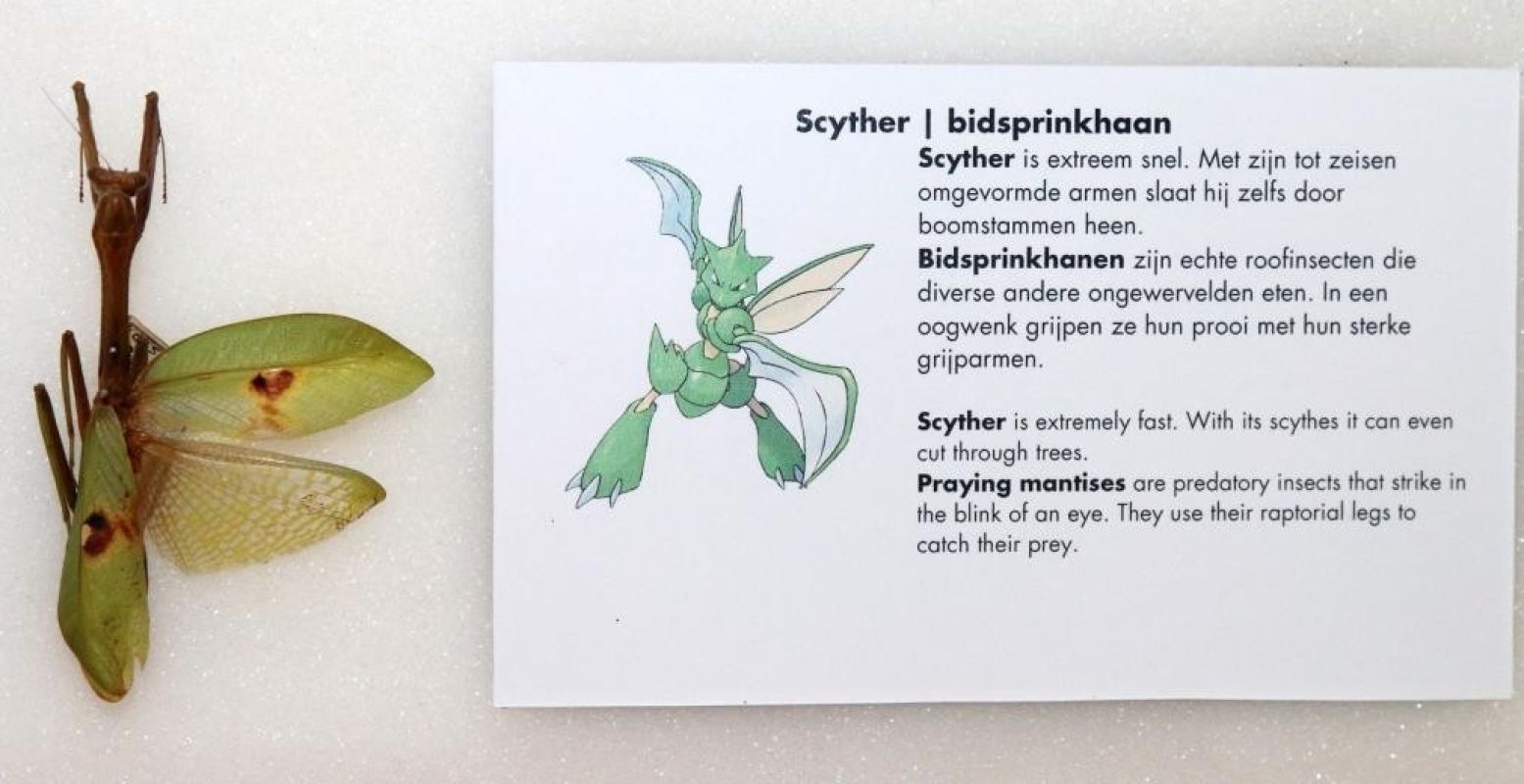 Scyther is overduidelijk afgeleid van de bidsprinkhaan. Copyright: Garry Bakker/Natuurhistorisch Museum Rotterdam