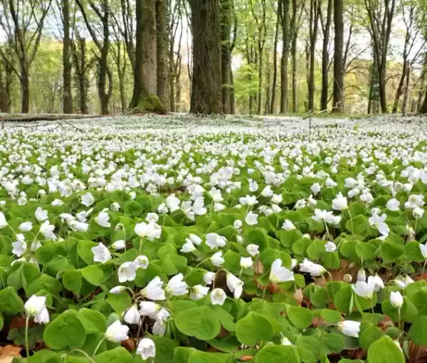 Zondagmorgenwandeling Foto ge&uuml;pload door gebruiker Geldersch Landschap en Kasteelen