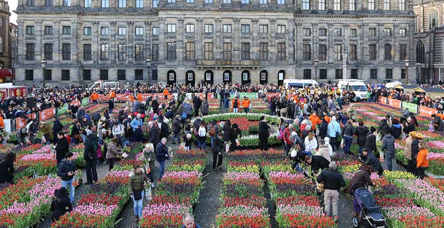 Tulpen plukken op de Dam is gratis - en extra romantisch dit jaar. Foto: Nationale Tulpendag 2018.