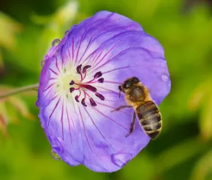 Bezoek bijenstal met imker  Foto geüpload door gebruiker Geldersch Landschap en Kasteelen
