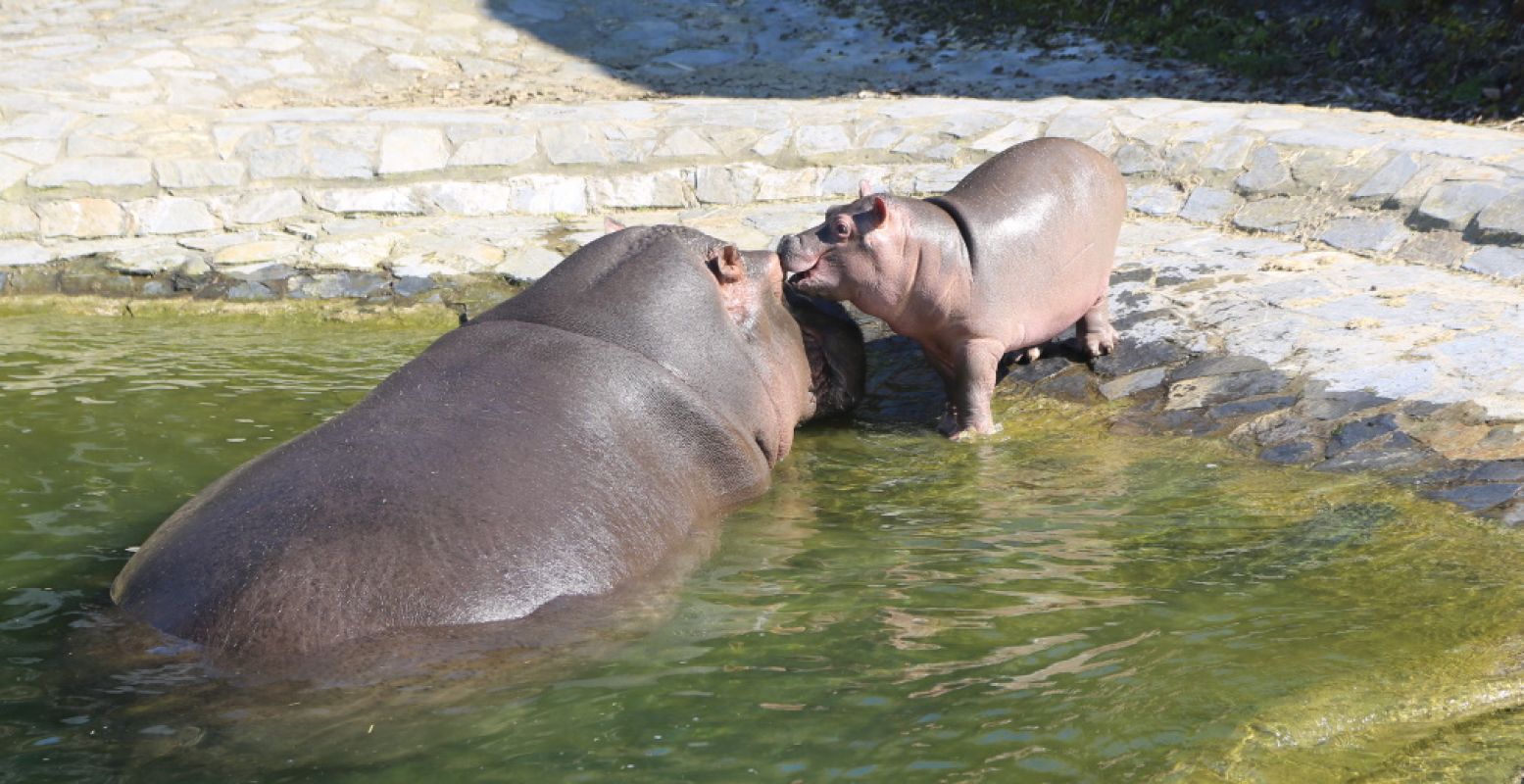 Dierentuin Pairi Daiza is een extreem schattig nijlpaardje rijker. Lief! Foto: Pairi Daiza.