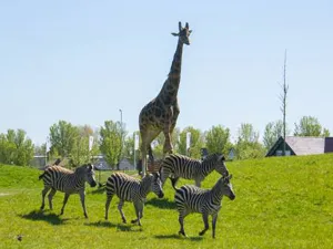 Op de savanne. Foto: Dierenpark Van Blanckendaell