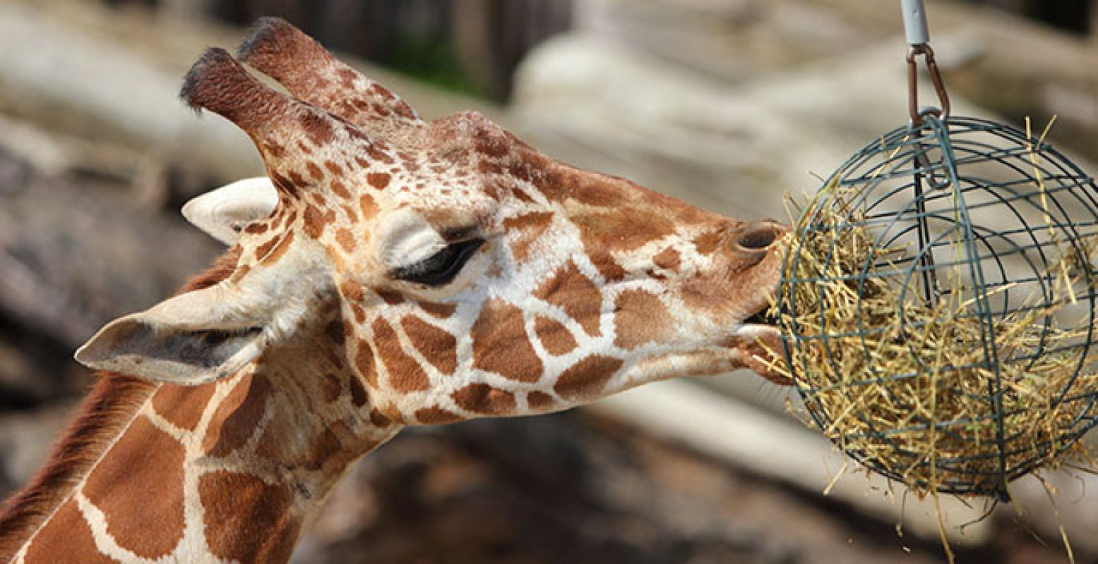 Giraffe in DierenPark Amersfoort. Foto:  Bart Koop Henzen. 