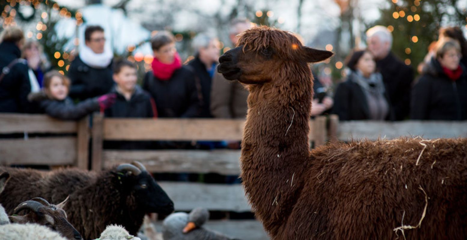 Bewonder ook de kerststal in Dordrecht. Foto: Dordrecht Marketing.
