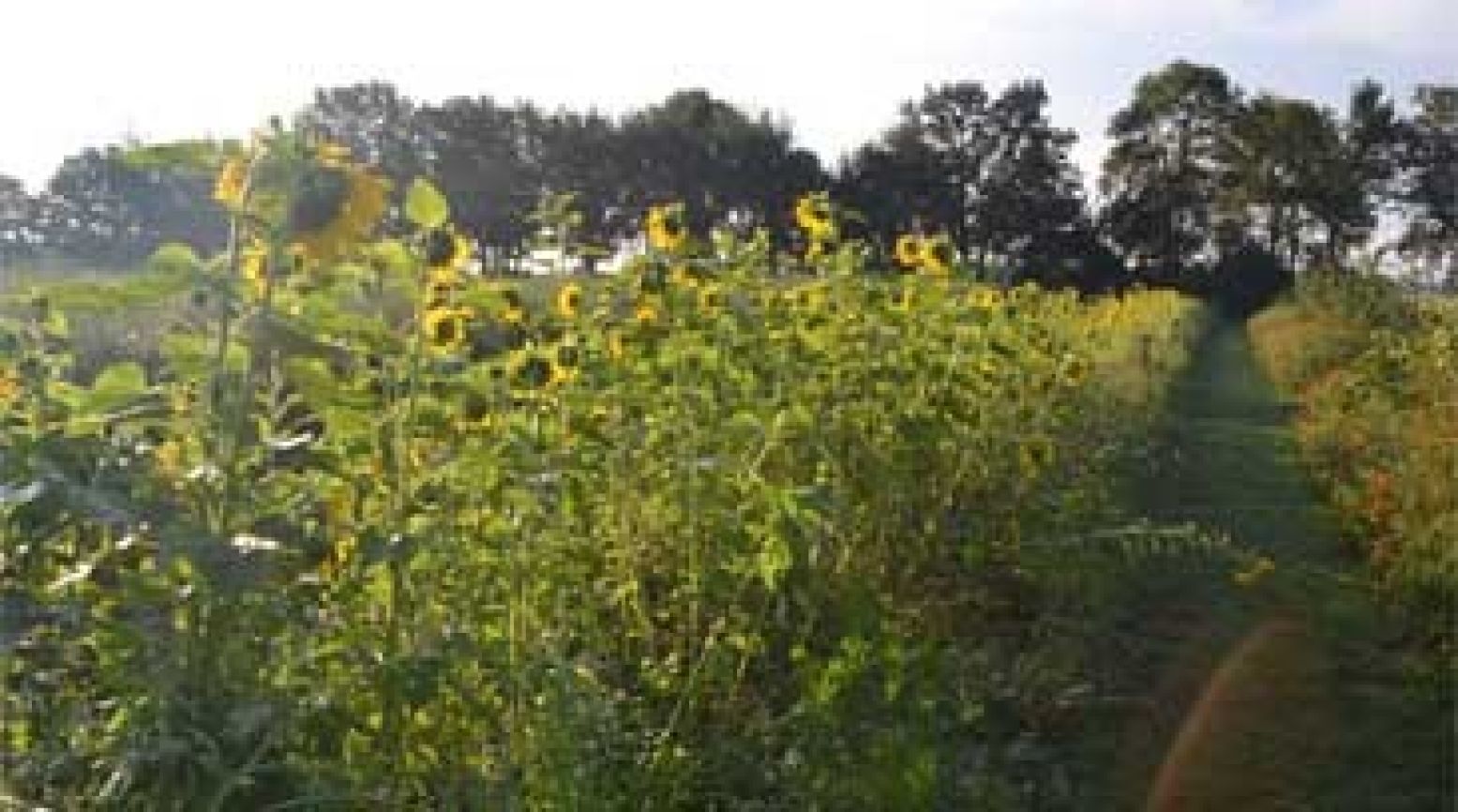 's Ochtends schijnt de zon al vroeg! Foto: DagjeWeg.NL