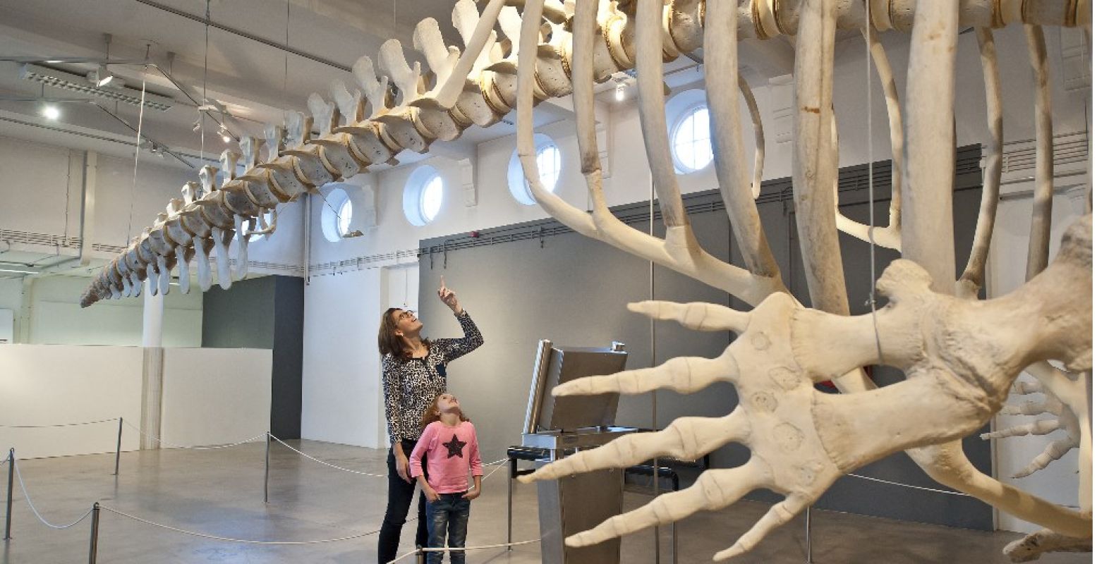 Bewonder het skelet van een potvis in Natuurmuseum Brabant. Foto: Maria van der Heyden