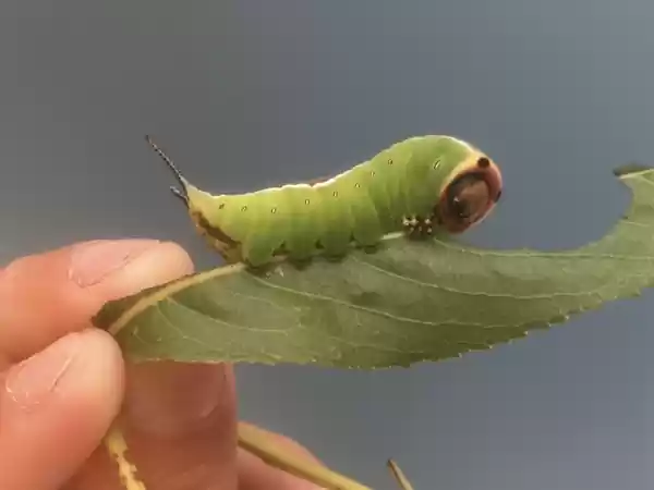 Lezing: Het verborgen leven van insecten Rups. Foto: Nicky Castricum