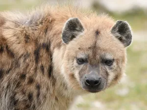 De gevlekte hyena. Foto: Dierenpark ZiE-ZOO © Timothy Raymond