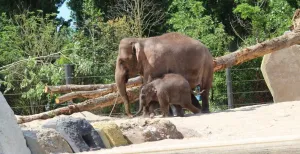 ARTIS opent nieuw buitenverblijf voor Aziatische olifanten