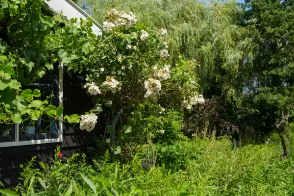 Tuin van Koos, Foto Koos