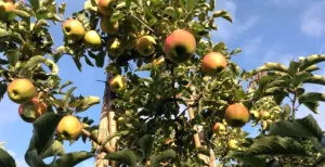 Pluk je appeltjes voor de dorst