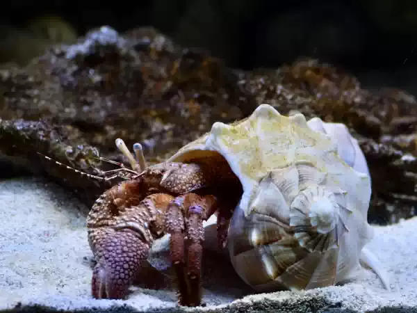 Deze krab voelt zich hier als een vis in het water. Foto: AquaZoo-Leerdam Deze krab voelt zich hier als een vis in het water. Foto: AquaZoo-Leerdam