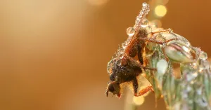 Dauwtrappen inde Vreugderijkerwaard met ontbijt | Foto geüpload door gebruiker Natuurmonumenten. Dauwtrappen inde Vreugderijkerwaard met ontbijt | Foto geüpload door gebruiker Natuurmonumenten.