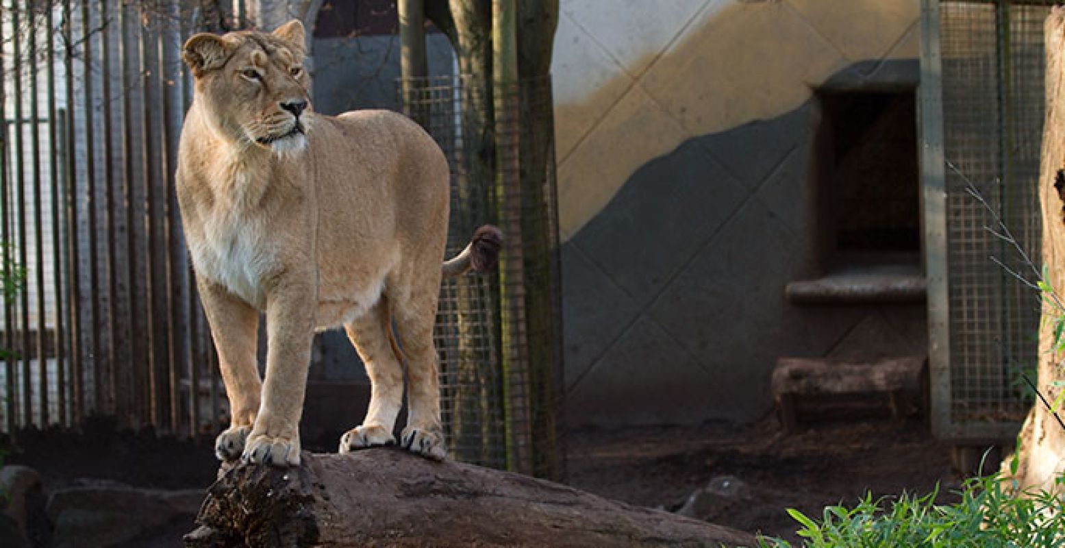 Leeuwin in Blijdorp. Foto:  Frans de Wit. 