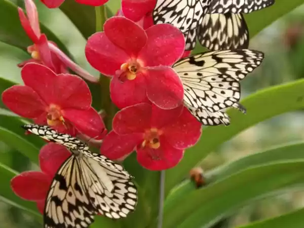 Tussen al deze tropische planten voelen de vlinders zich helemaal thuis. Foto: Vlindertuin Vlindorado © Pauline Dekker Tussen al deze tropische planten voelen de vlinders zich helemaal thuis. Foto: Vlindertuin Vlindorado © Pauline Dekker