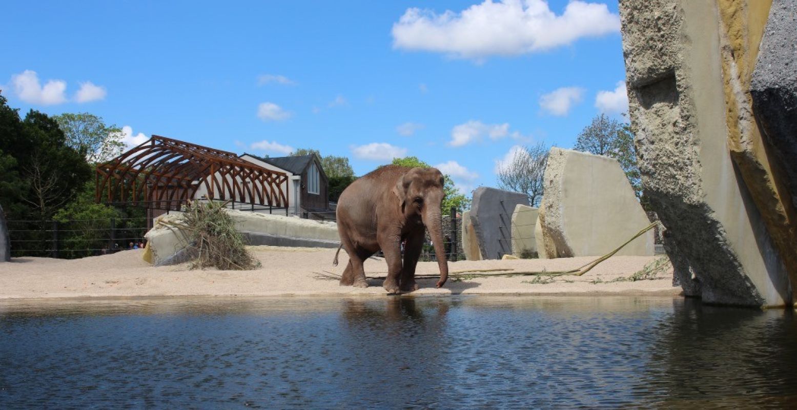 Olifanten houden van water en dat is er genoeg in het nieuwe verblijf, zo is de kans groot dat je als bezoeker oog in oog staat met een zwemmende olifant in ARTIS! Foto: Redactie DagjeWeg.NL