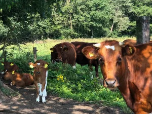 De koeien op Hoeve Luyterheyde lopen het hele jaar buiten. Foto: FarmCamps