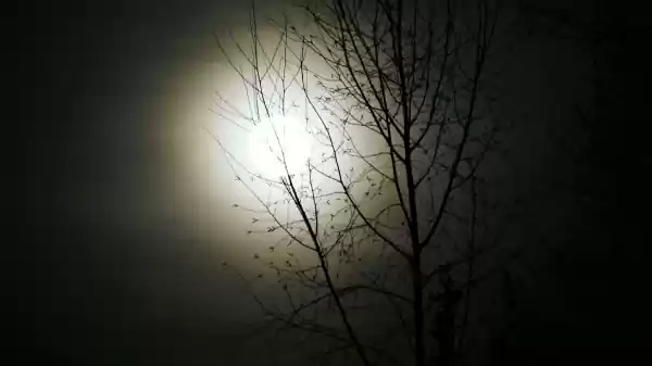 Volle maan tussen de takken door | Foto ge&uuml;pload door gebruiker Staatsbosbeheer.