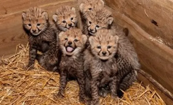Op kraamvisite bij de giraf, olifant of cheetah?
