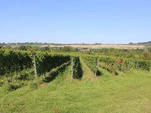 De grote wijngaard van Domein Holset. Foto: DagjeWeg.NL