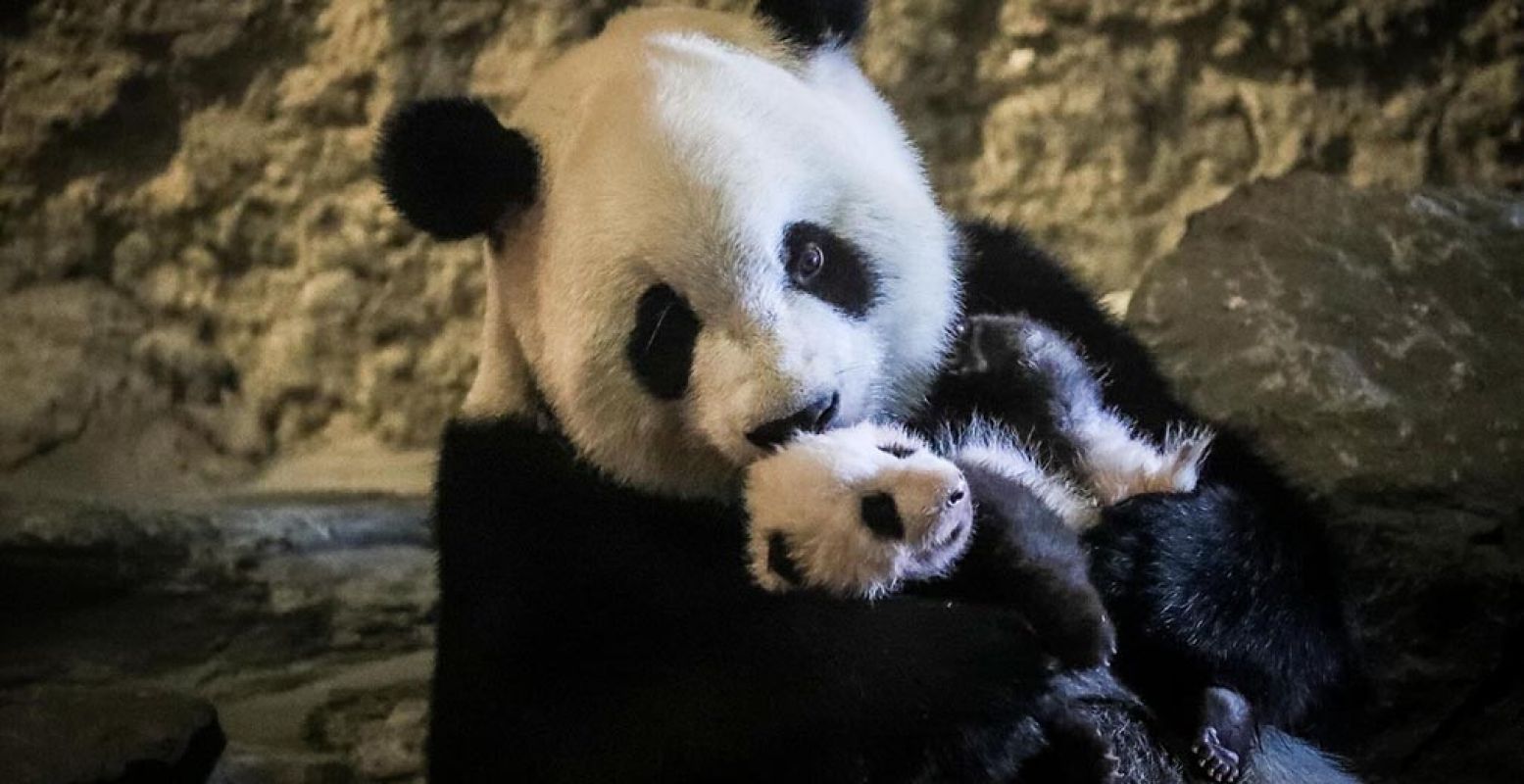 Pandamoeder Hao Hao knuffelt met babypanda Tian Bao in België. Foto: Pairi Daiza, © Benoit Bouchez.